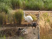 Nandou gris, Rhea americana (Photo F. Mrugala) (3)